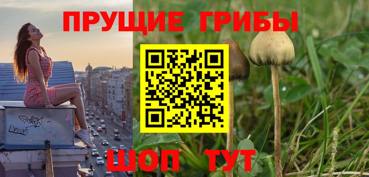 Псилоцибиновые грибы GOLDEN TEACHER Похвистнево
